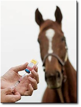 Microchipping and Vaccination Days at Ledston Equine Centre